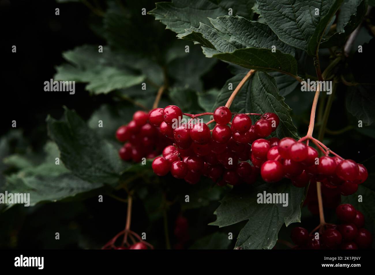 A closeup shot of highbush cranberry fruit hanging from the bushes in the garden Stock Photo