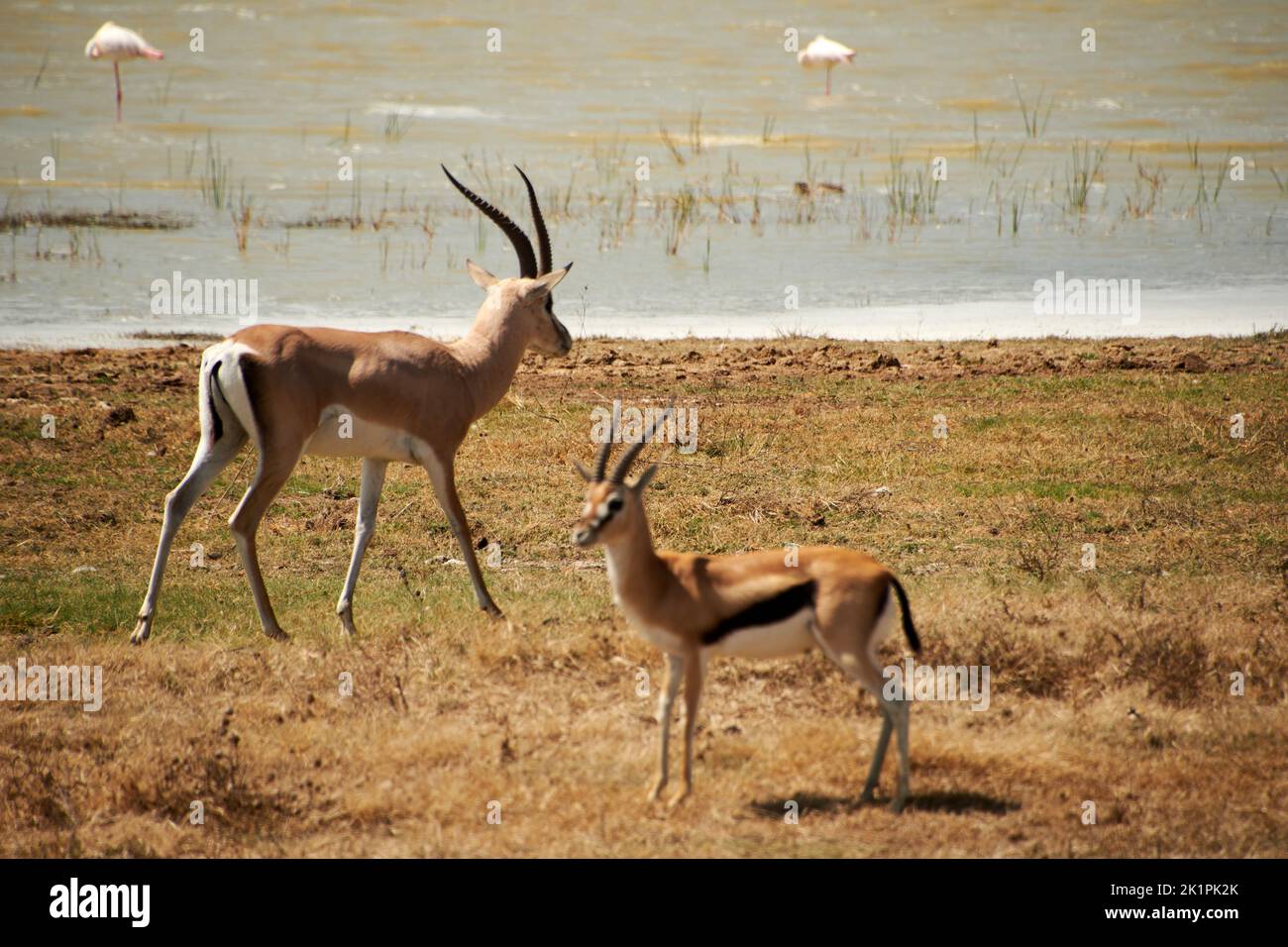 A pair of Thomson's gazelles running on a safari field Stock Photo - Alamy