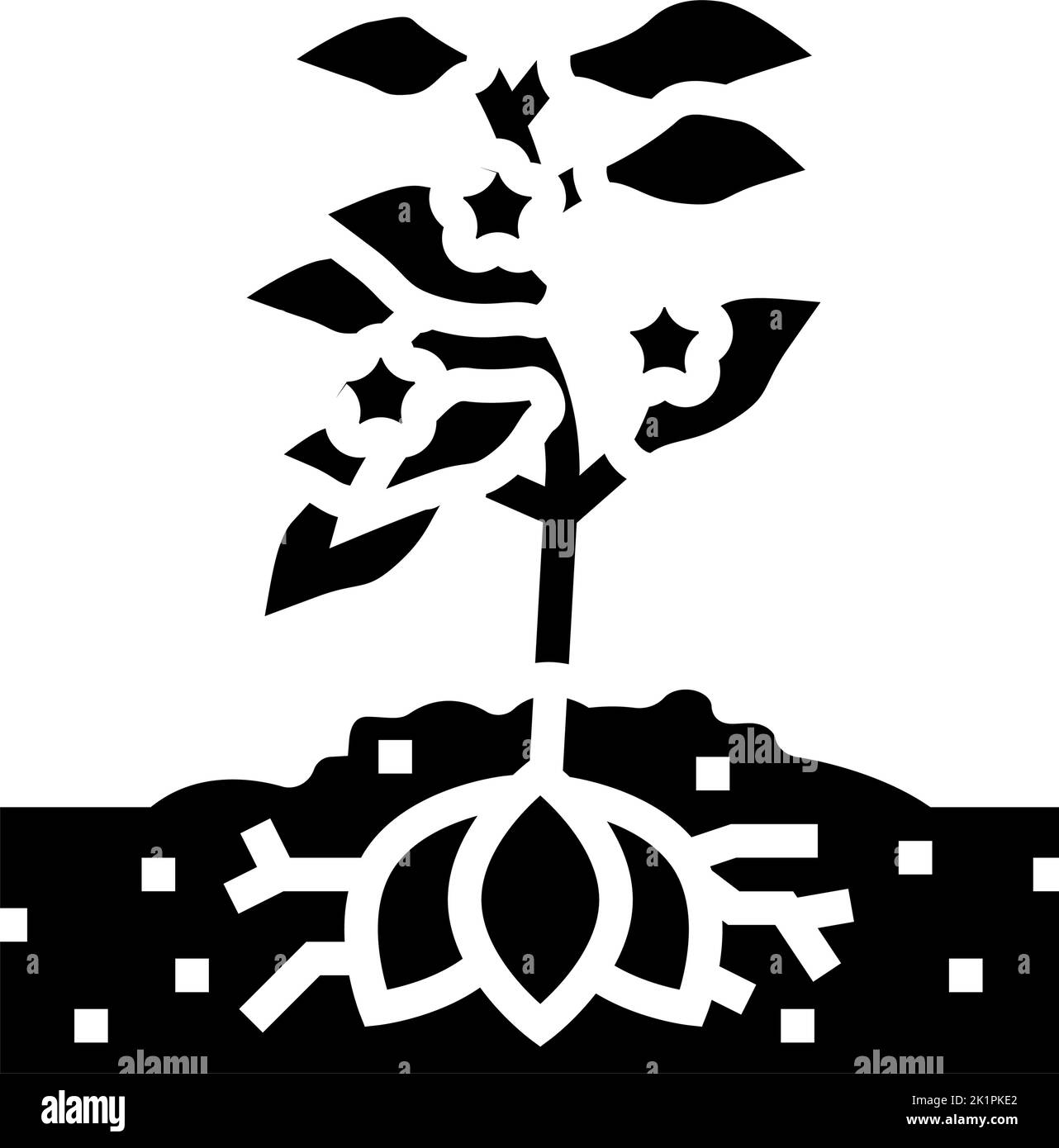plant sweet potato glyph icon vector illustration Stock Vector Image