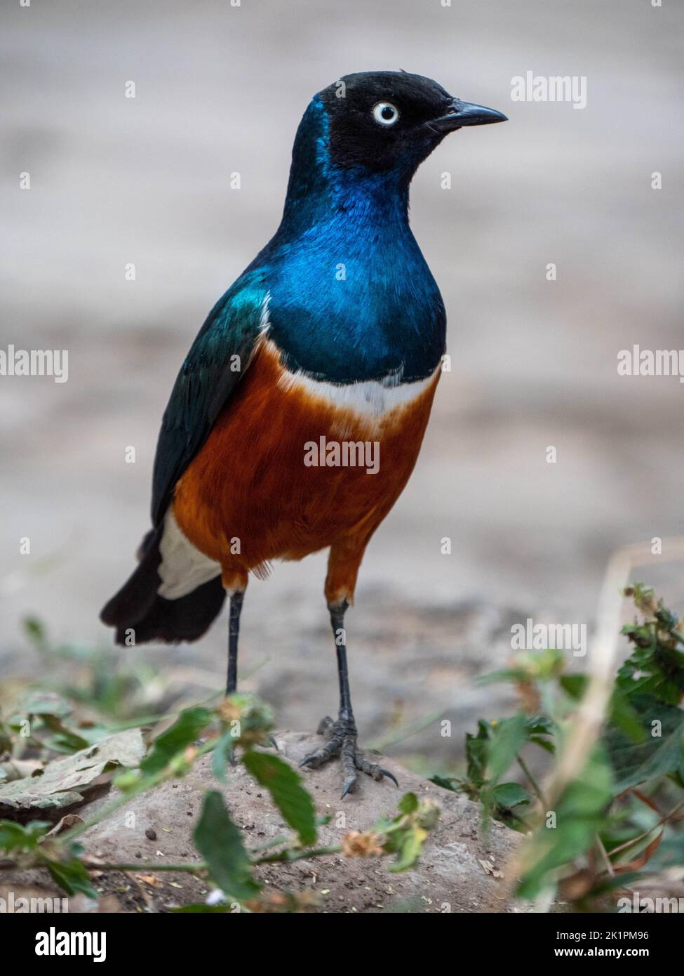 A vertical shot of a beautiful Superb starling Stock Photo