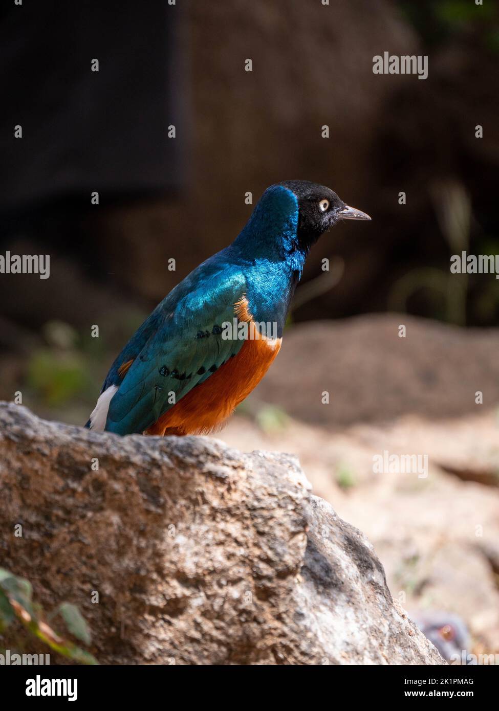 A vertical shot of a beautiful Superb starling Stock Photo