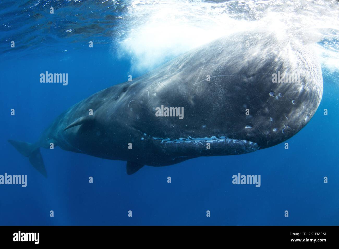 sperm-whale-physeter-macrocephalus-indian-ocean-stock-photo-alamy