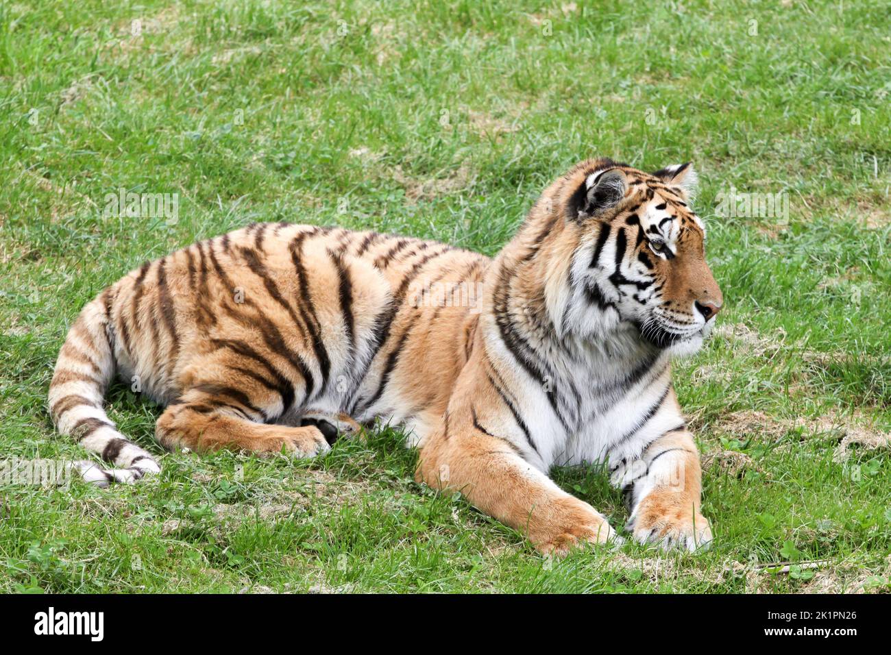 Portrait of a tiger lying in the grass Stock Photo