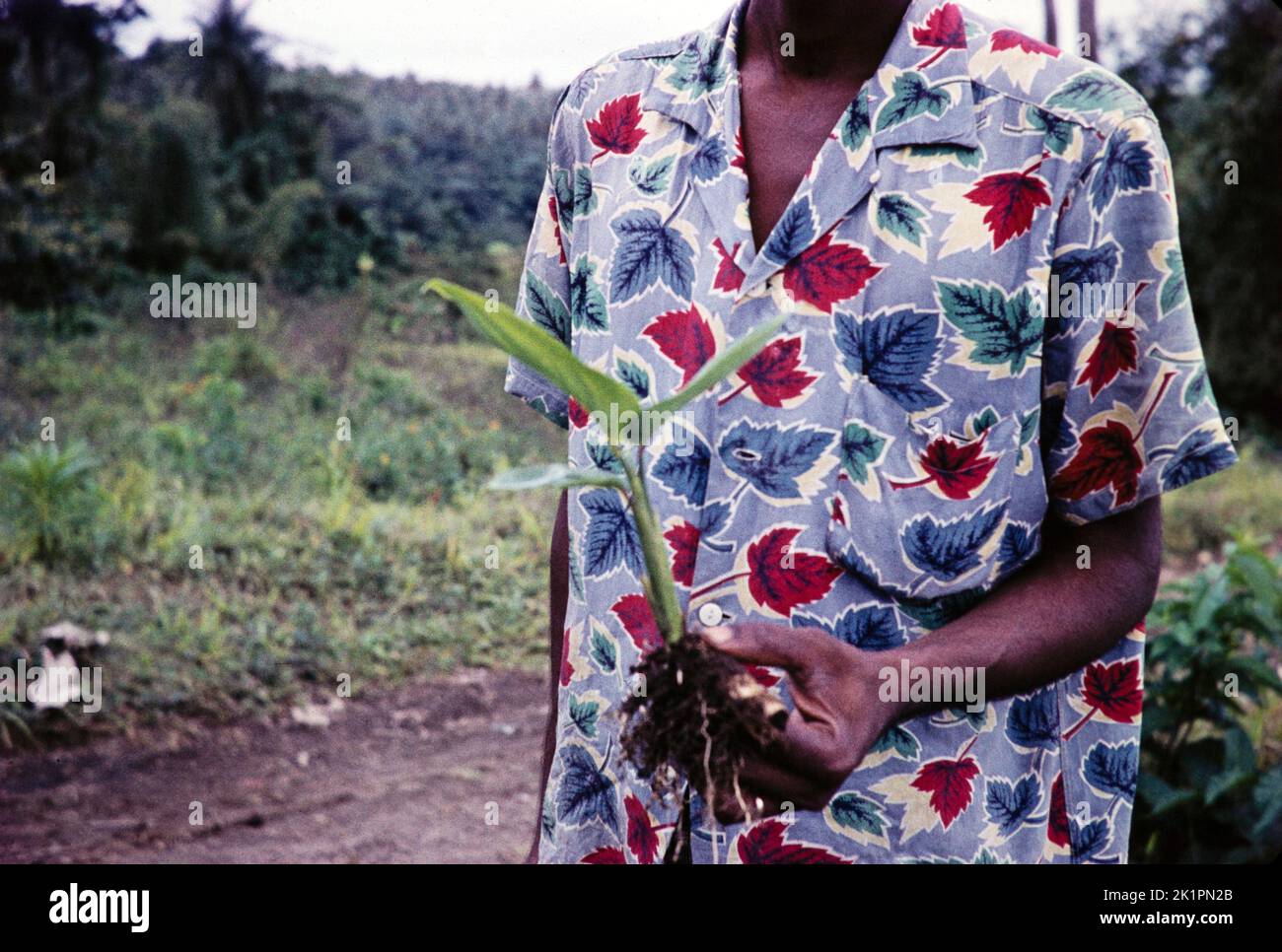 Local man holding Arrowroot plant, Maranta arundinacea, St Vincent, Windward Islands, West Indies, 1962 Stock Photo