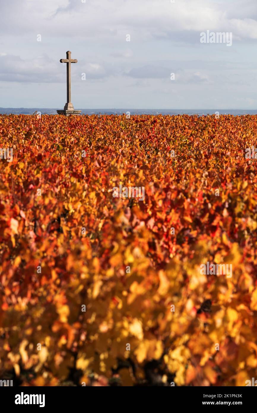 Vineyards in Morgon with a christian cross, Beaujolais during the autumn season, France Stock Photo