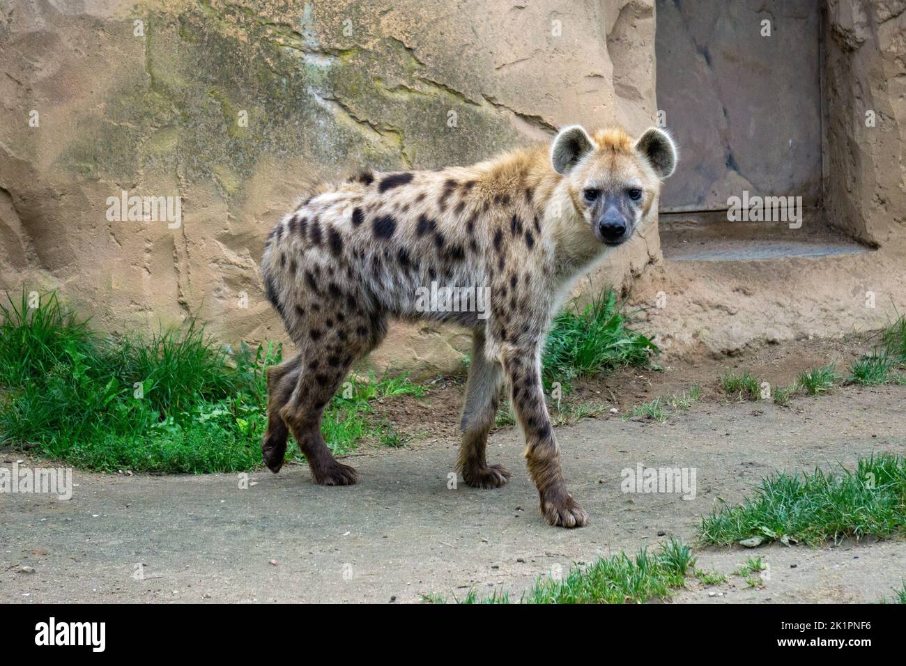 A furry spotted hyena walking around its habitat in a zoo Stock Photo