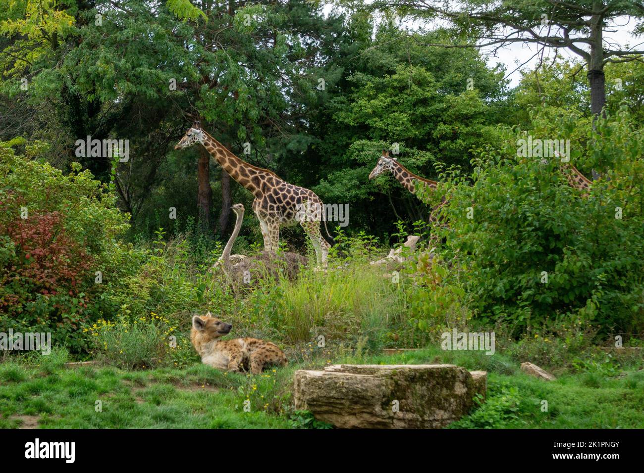 A scenic shot of a spotted hyena, an ostrich and giraffes in their