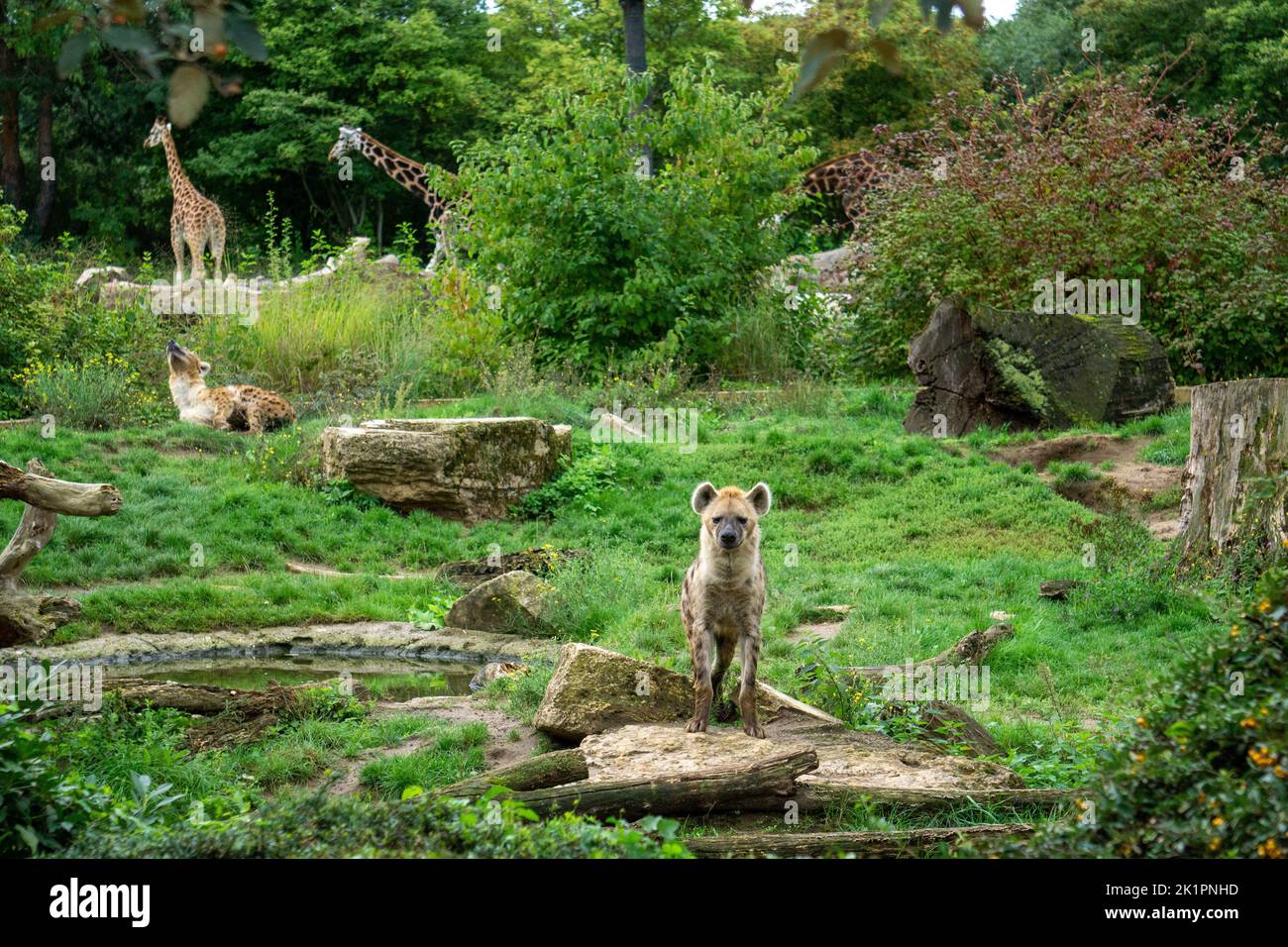 A scenic shot of furry spotted hyenas and giraffes in their habitat