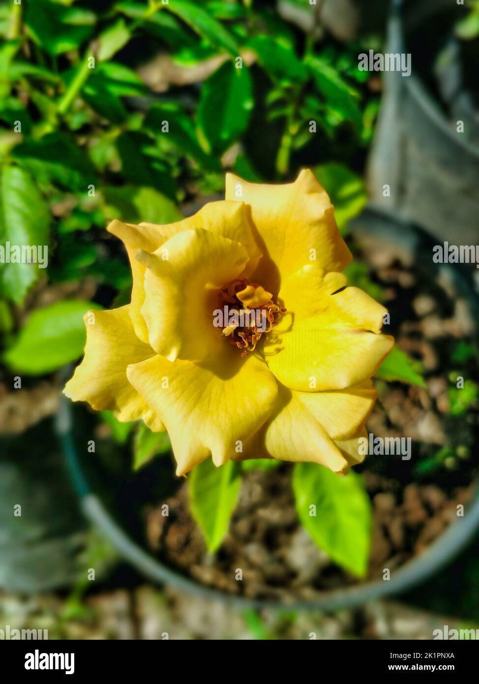 Ranunculus Rococo Ranunculus rococo hi-res stock photography and images - Alamy