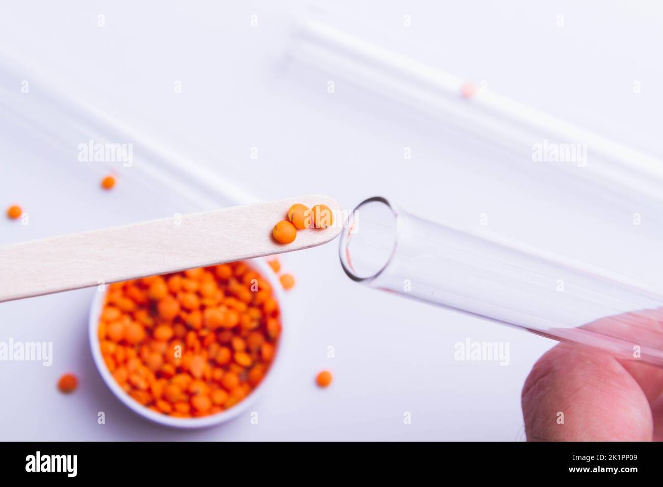 The scientist examines the seeds. Seed inspection before planting Stock