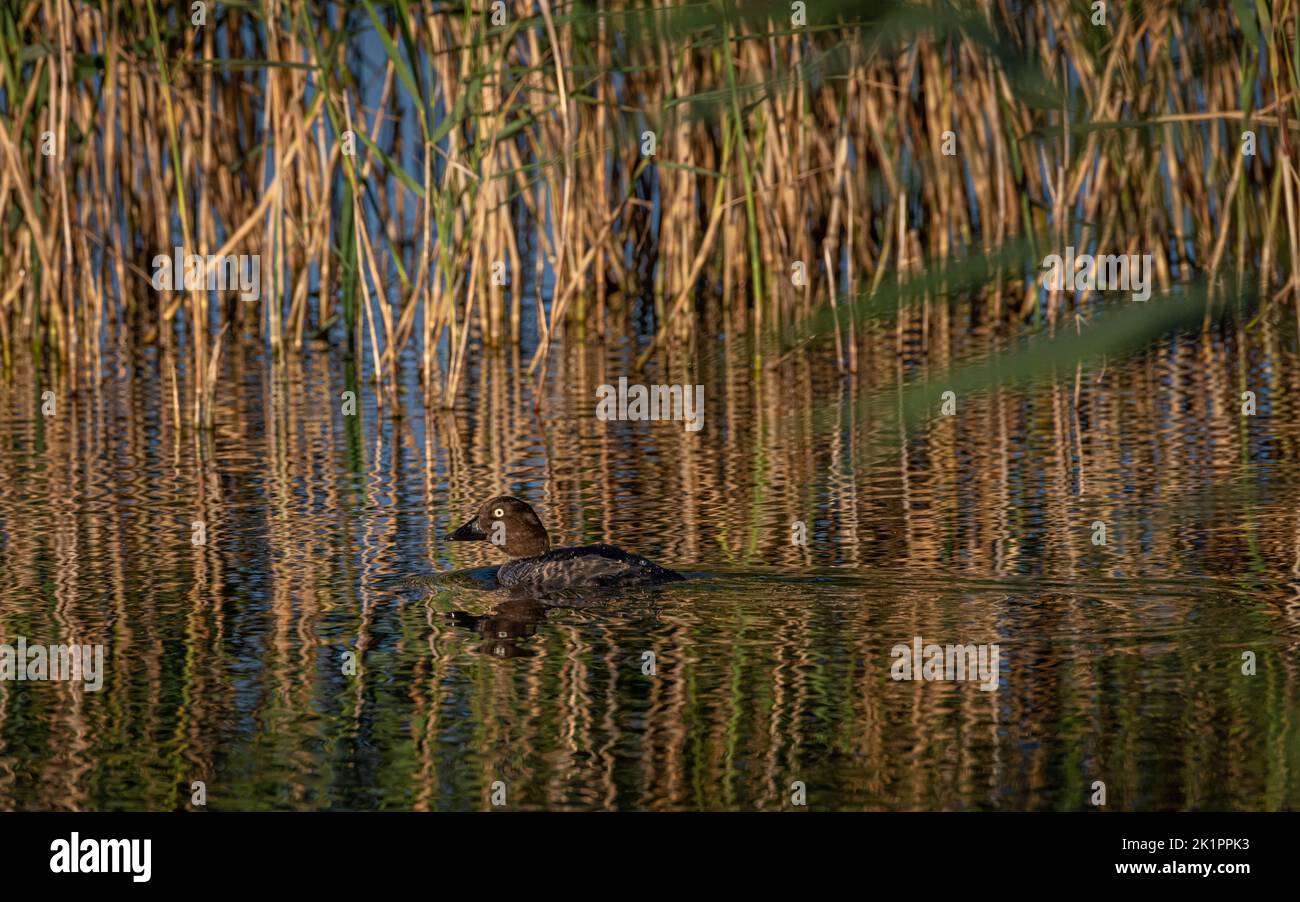 A closeup of a duck swimming at Han Vejle Skjulet, Denmark Stock Photo
