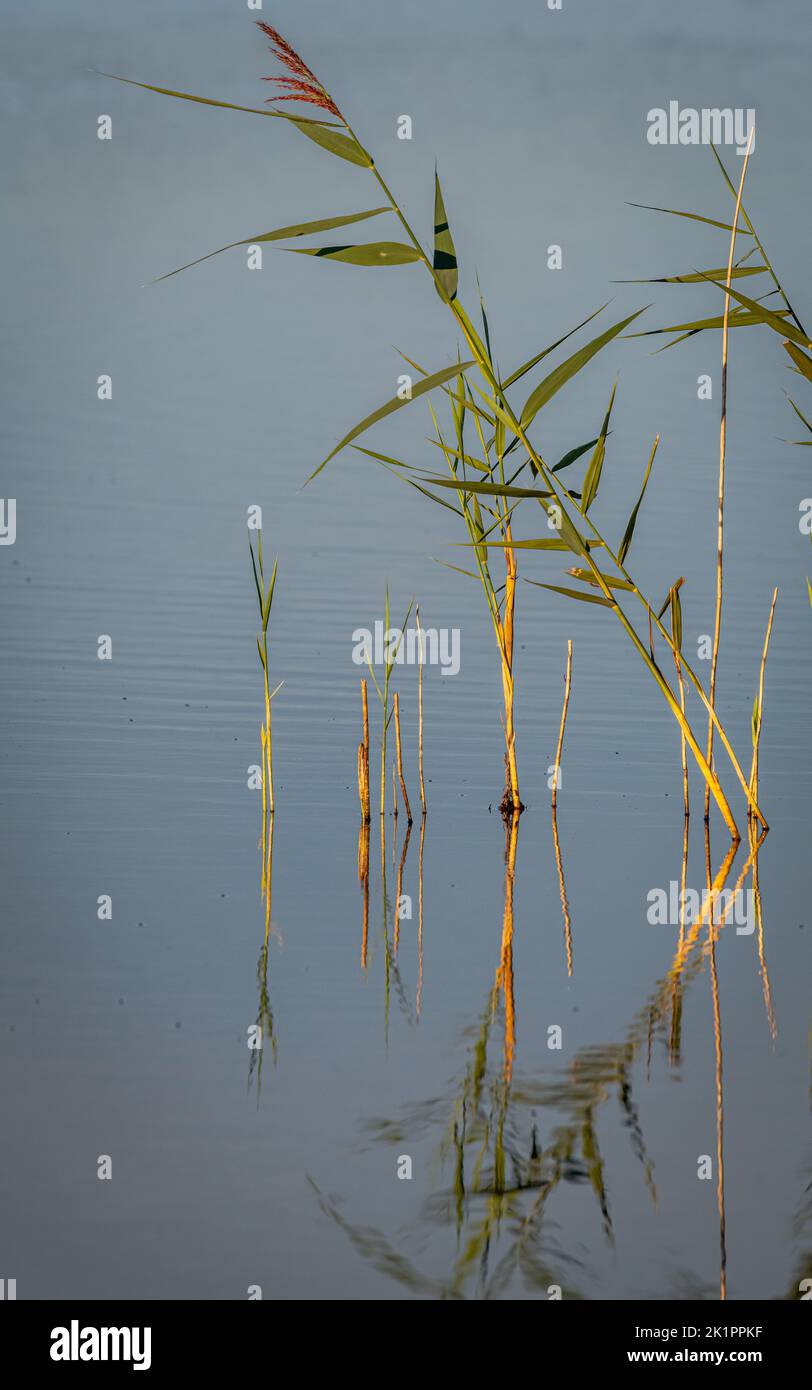 A vertical shot of a plant growing in a tranquil lake at Kaerup Han Vejle, Thy, Denmark Stock Photo