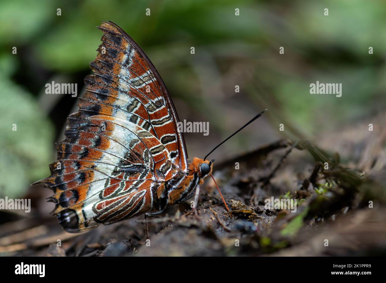 Two-tailed Pasha butterfly - Charaxes jasius, beautiful colored butterfly from African meadows and gardens, Uganda. Stock Photo