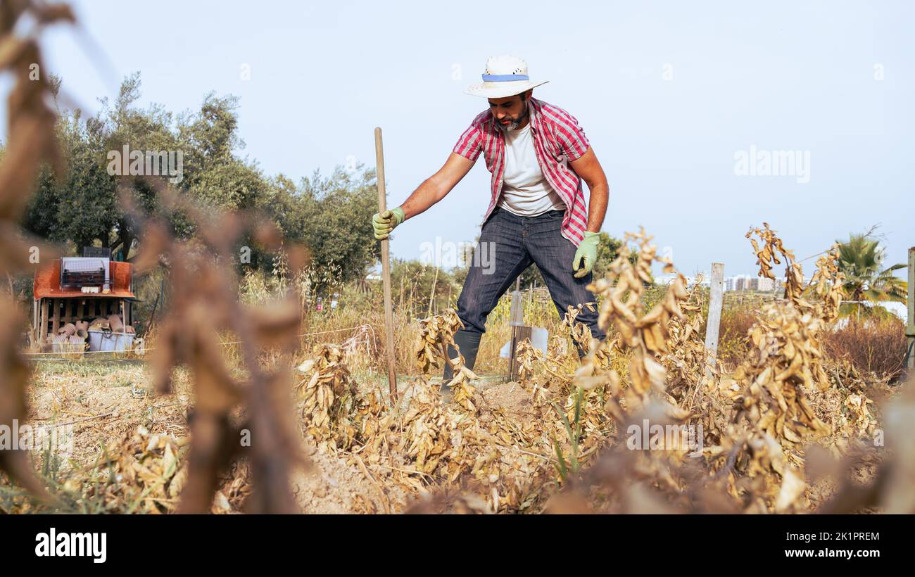 Bearded farmer man with hoe collecting a fresh organic potatoes harvests in the field. Male worker hoeing in agricultural farm plantation. Organic veg Stock Photo