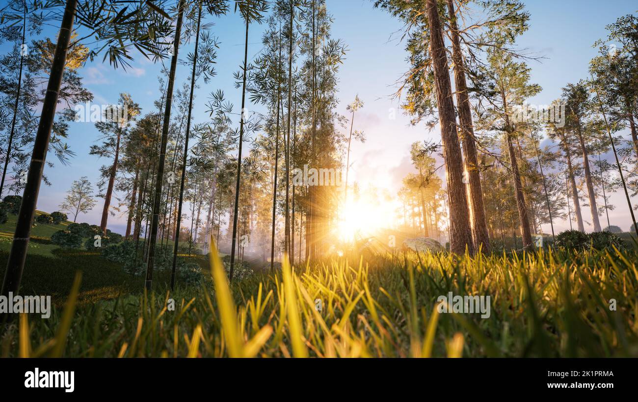 Vegetation with a birch tree at sunrise Stock Photo