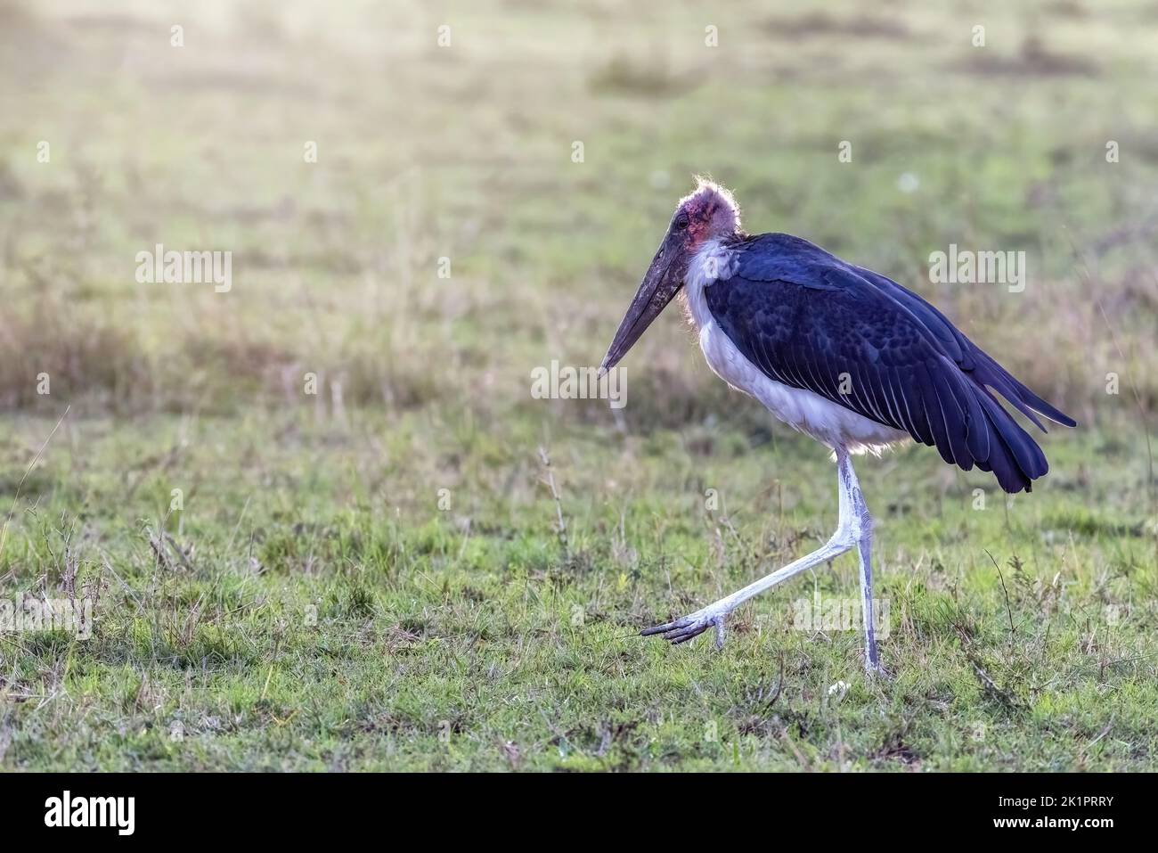 Side view of a marabou stork, Leptoptilos crumeniferus, known as an undertaker bird, in the Masai Mara, Kenya. This large bird grows to 150cm and is a Stock Photo