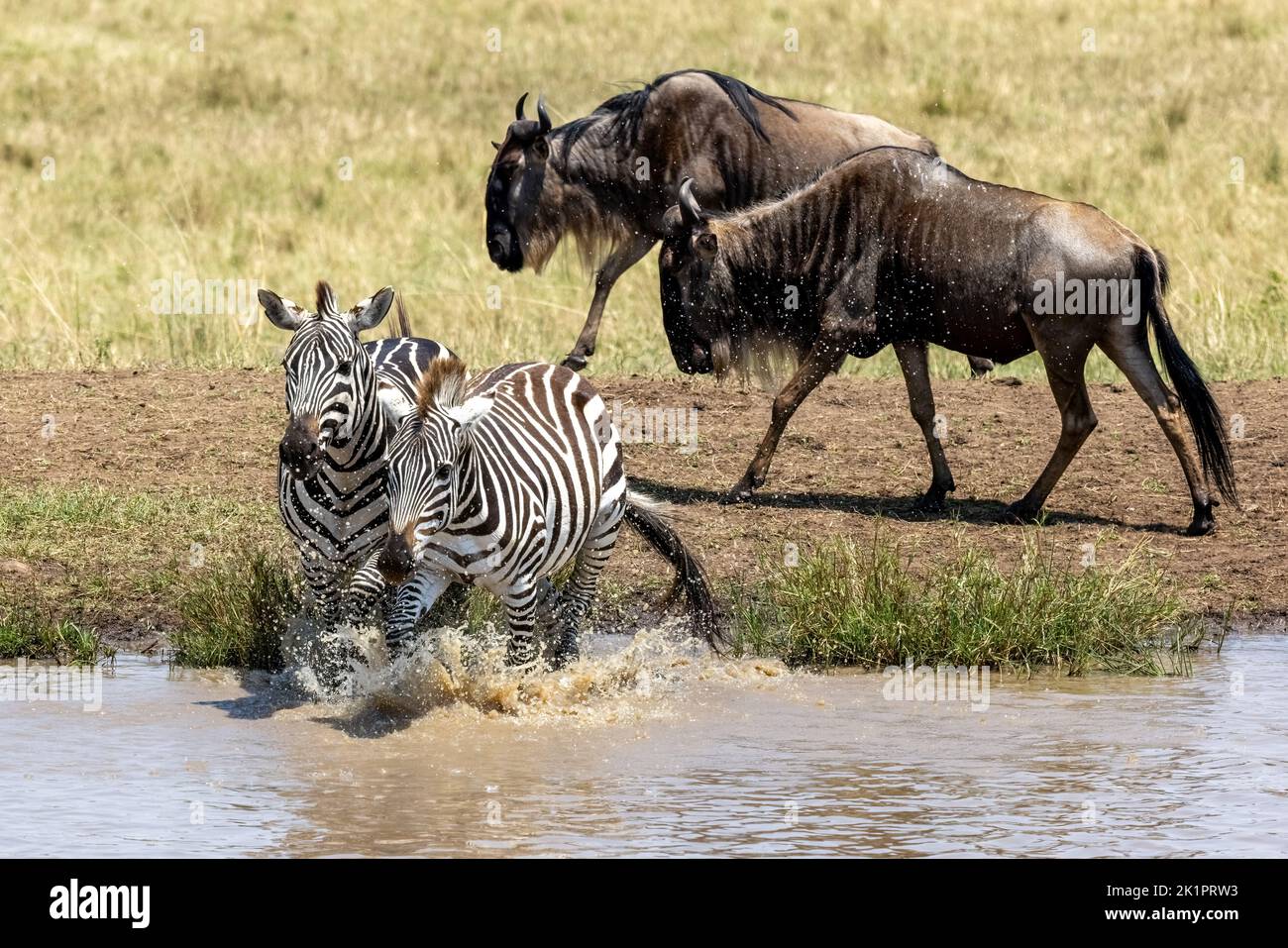 Two plains zebras, equus quagga, splashes into a waterhole in the Masai Mara, Kenya, whilst two white-bearded wildebeest, connochaetes taurinus walk b Stock Photo