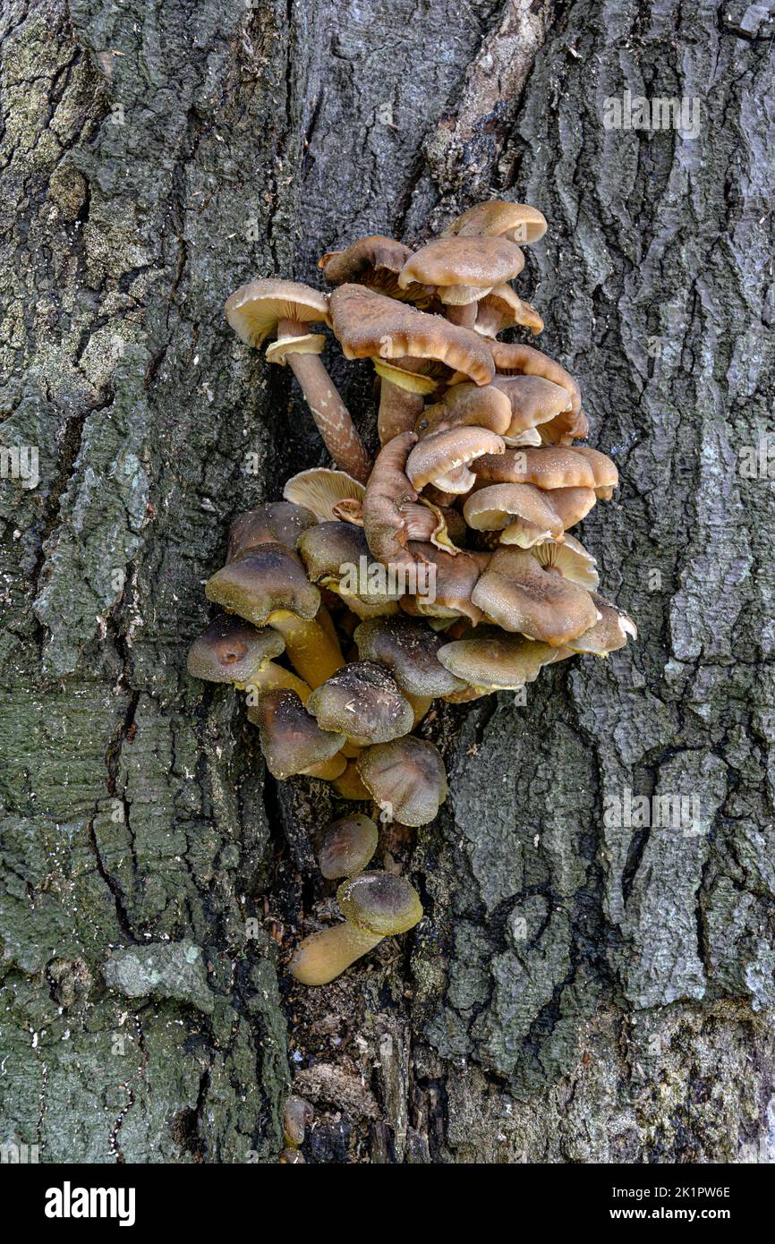 Armillaria mellea; Honey Fungus; cluster group  Norfolk, October Stock Photo