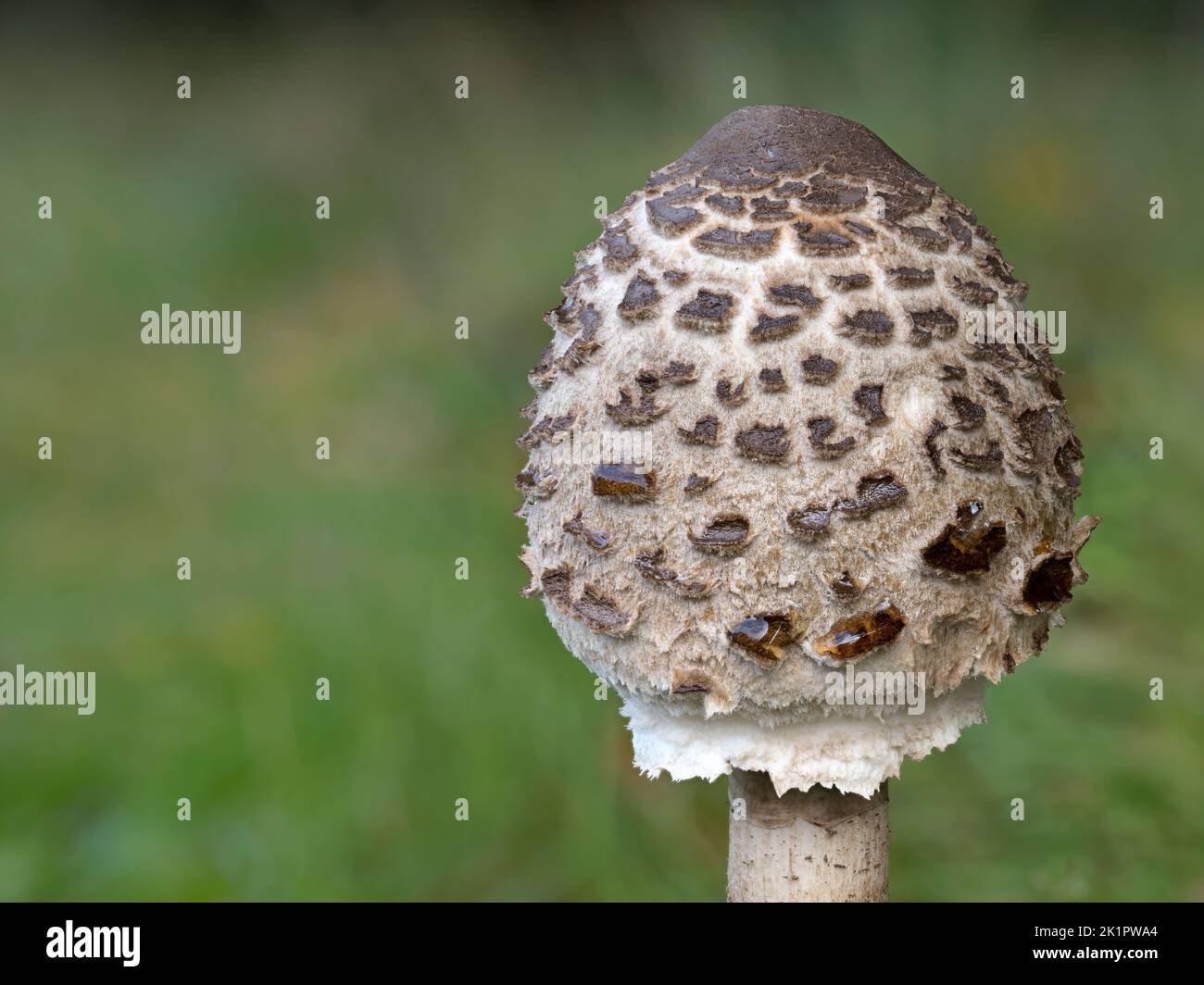Parasol Mushroom, Macrolepiota procera; drumstick head before fully opening Norfolk, October Stock Photo
