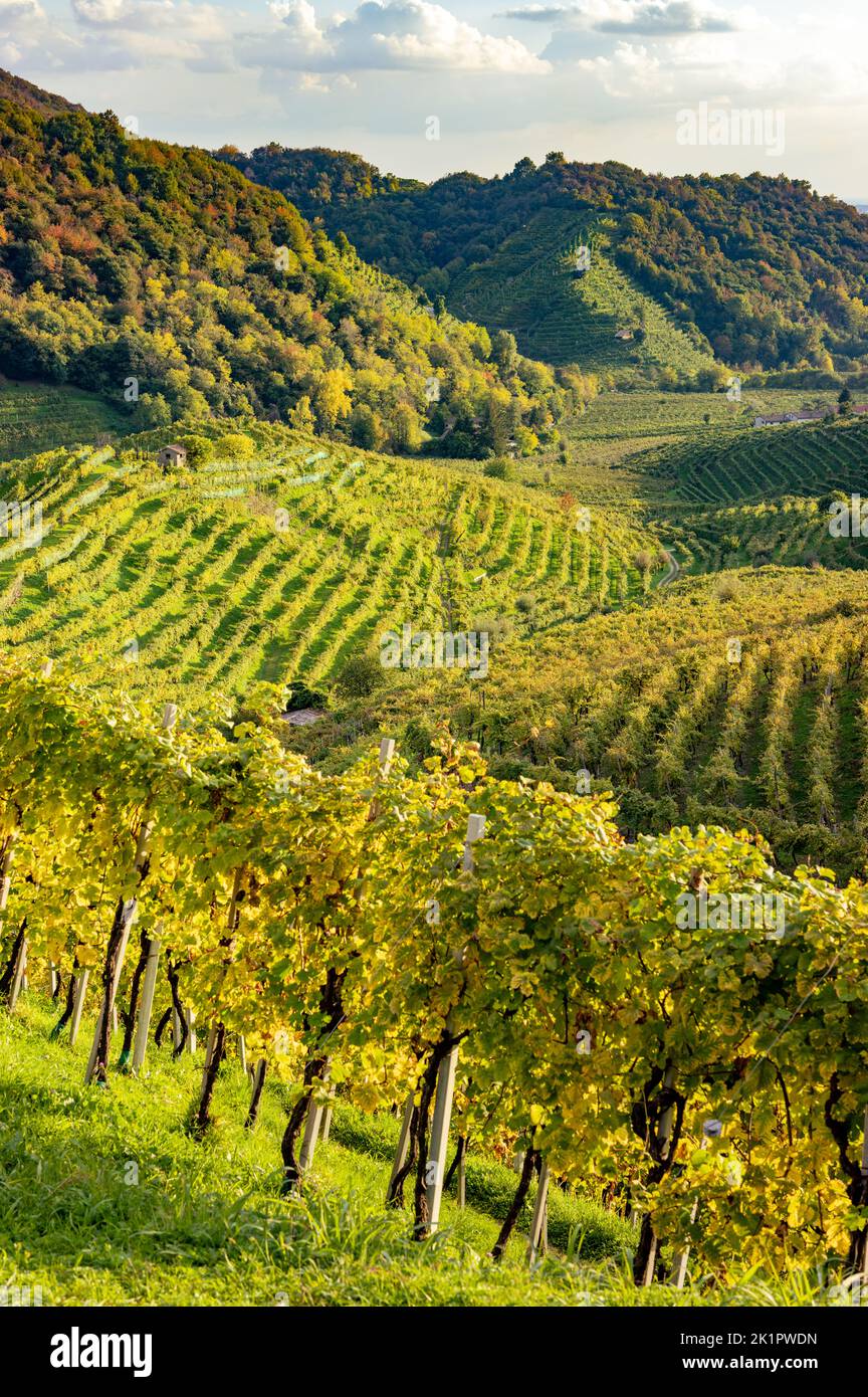 View of the Conegliano Valdobbiadene hills in autumn. Italy Stock Photo