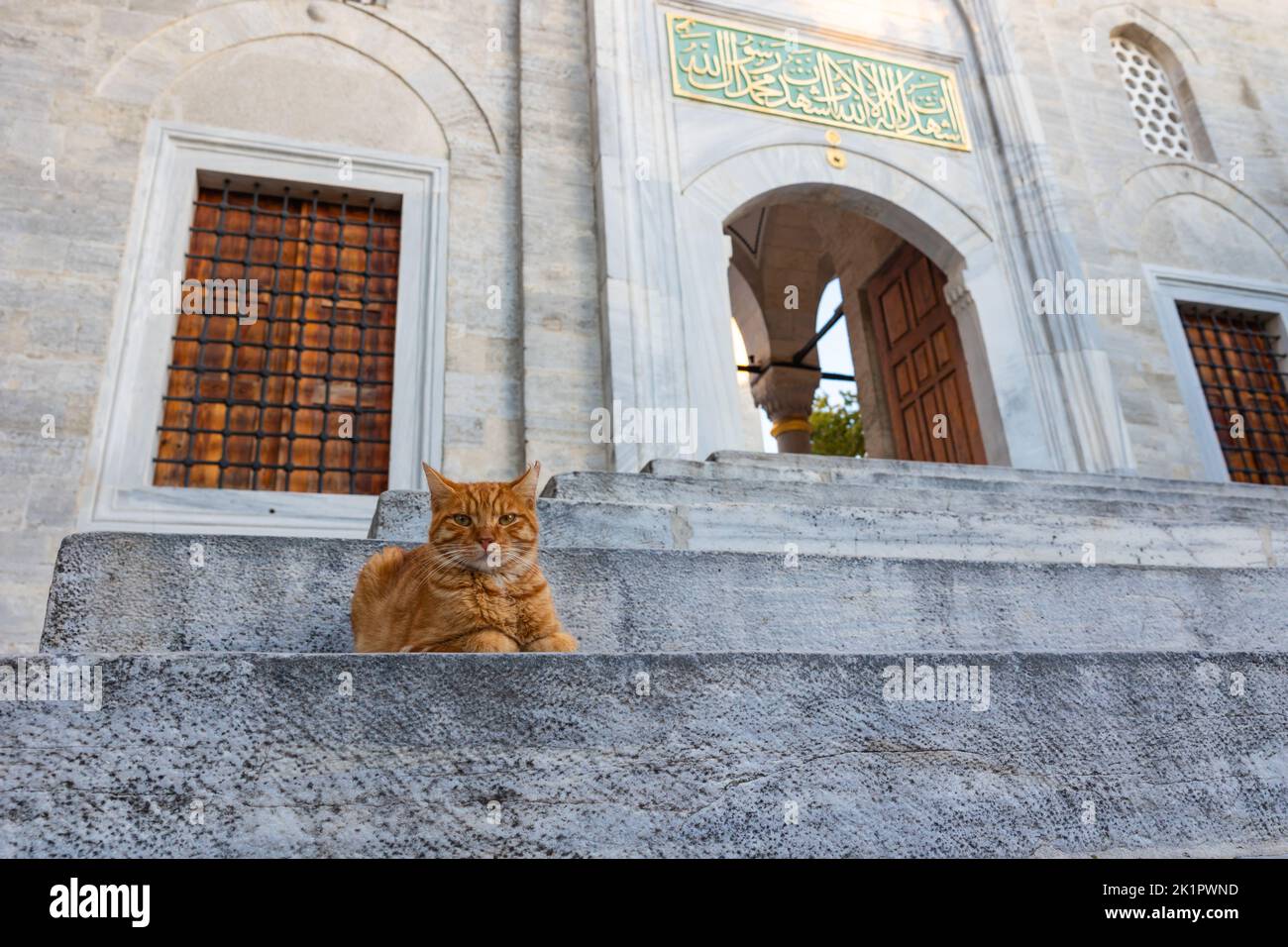 Stray cat sitting on the stairs of a mosque. Islamic culture photo