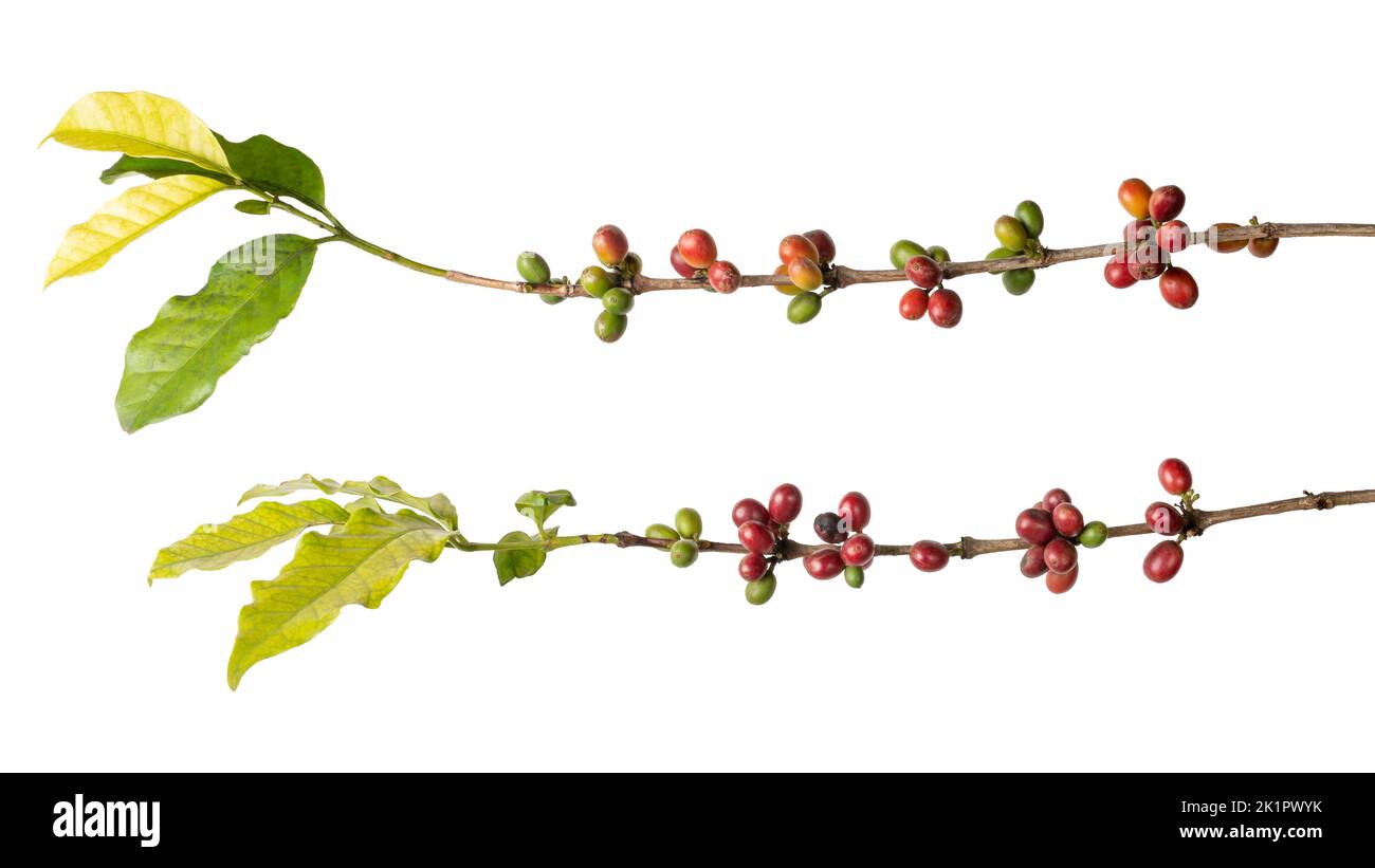 close-up of coffee plant with beans, coffea arabica, ripe and unripe beans or cherries in tree branch isolated on white background Stock Photo