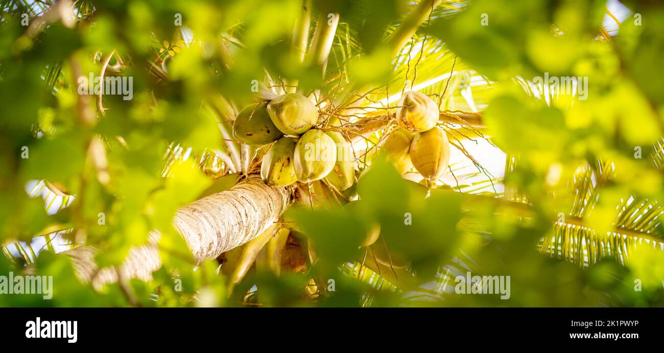 Palm trees and coconuts view from below - summer and tropical background, travel concept Stock Photo