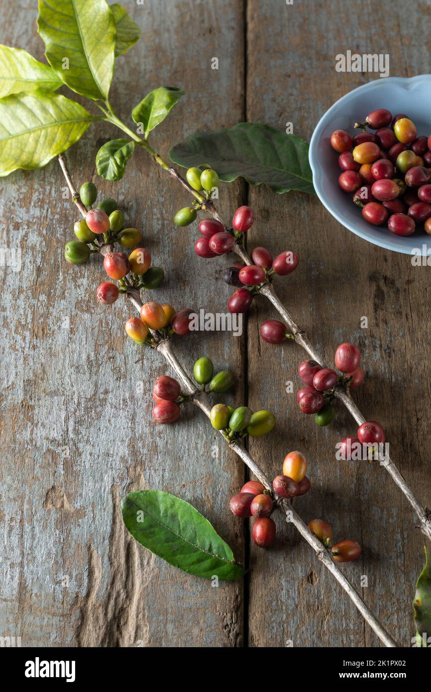 harvested red coffee beans from tree branch, coffea arabica, ripe and unripe beans or cherries in tree branch, placed on wooden table top Stock Photo