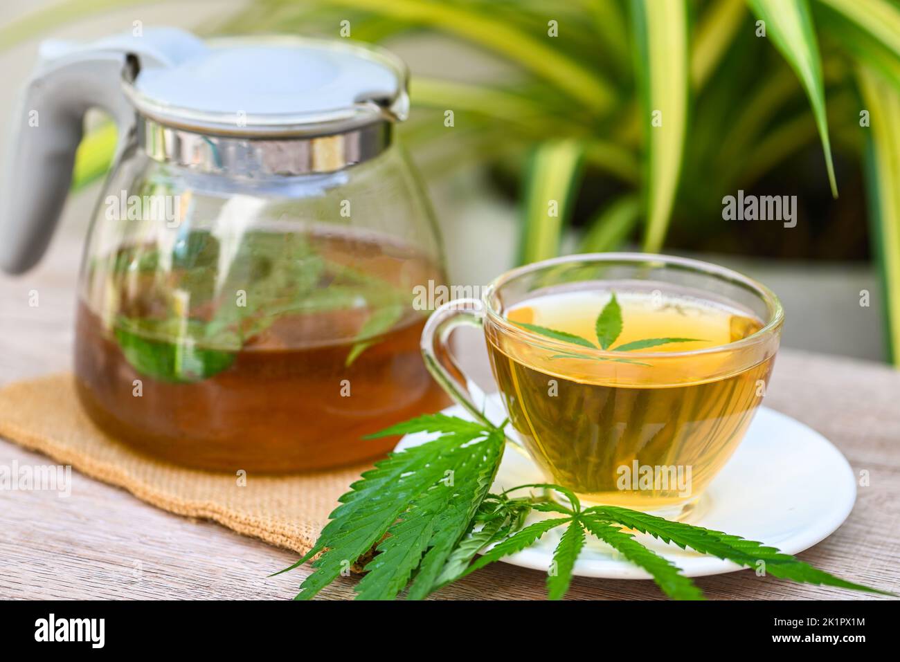 Health tea with hemp leaf plant THC CBD herbs food and medical concept, Cannabis tea herbal on tea cup and jug with cannabis leaf marijuana leaves her Stock Photo