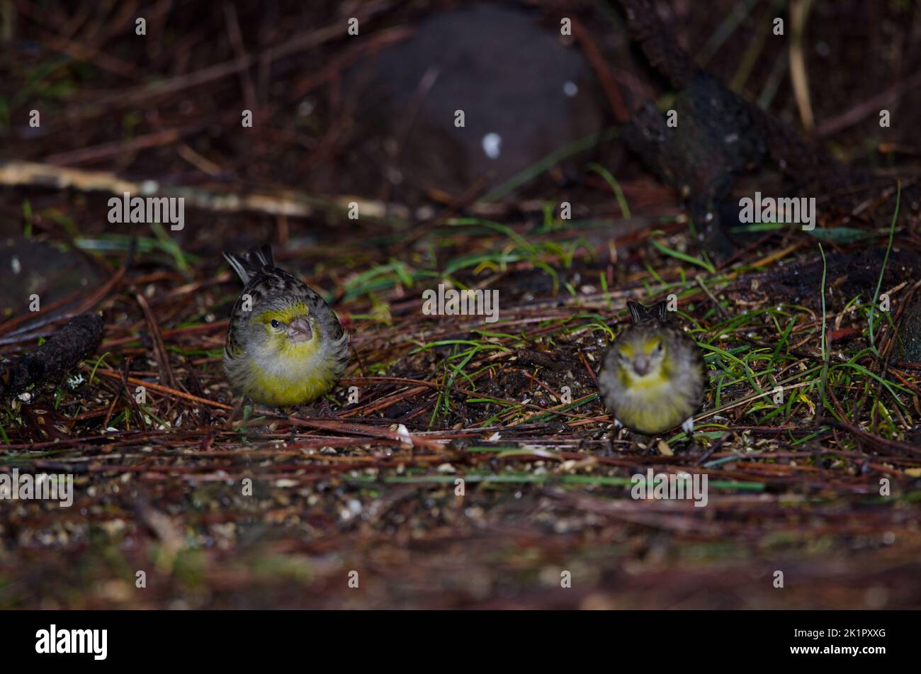 Atlantic canaries Serinus canaria eating on the forest floor. The Nublo Rural Park. Tejeda. Gran Canaria. Canary Islands. Spain. Stock Photo