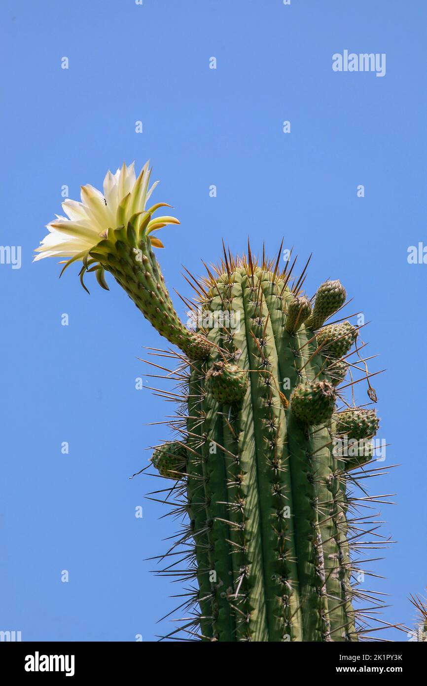 Cactus sting hi-res stock photography and images - Alamy