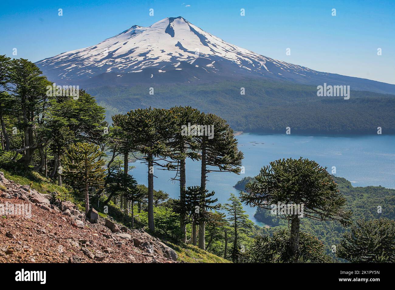 Conguillio National Park Chile Hi res Stock Photography And Images Alamy