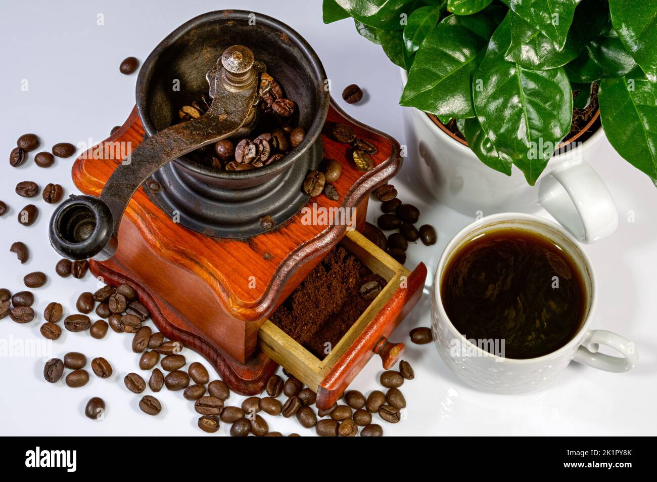 cup of coffee, old grinder, coffee bush growing in a large mug, scattered beans, stylish arrangement for projects Stock Photo