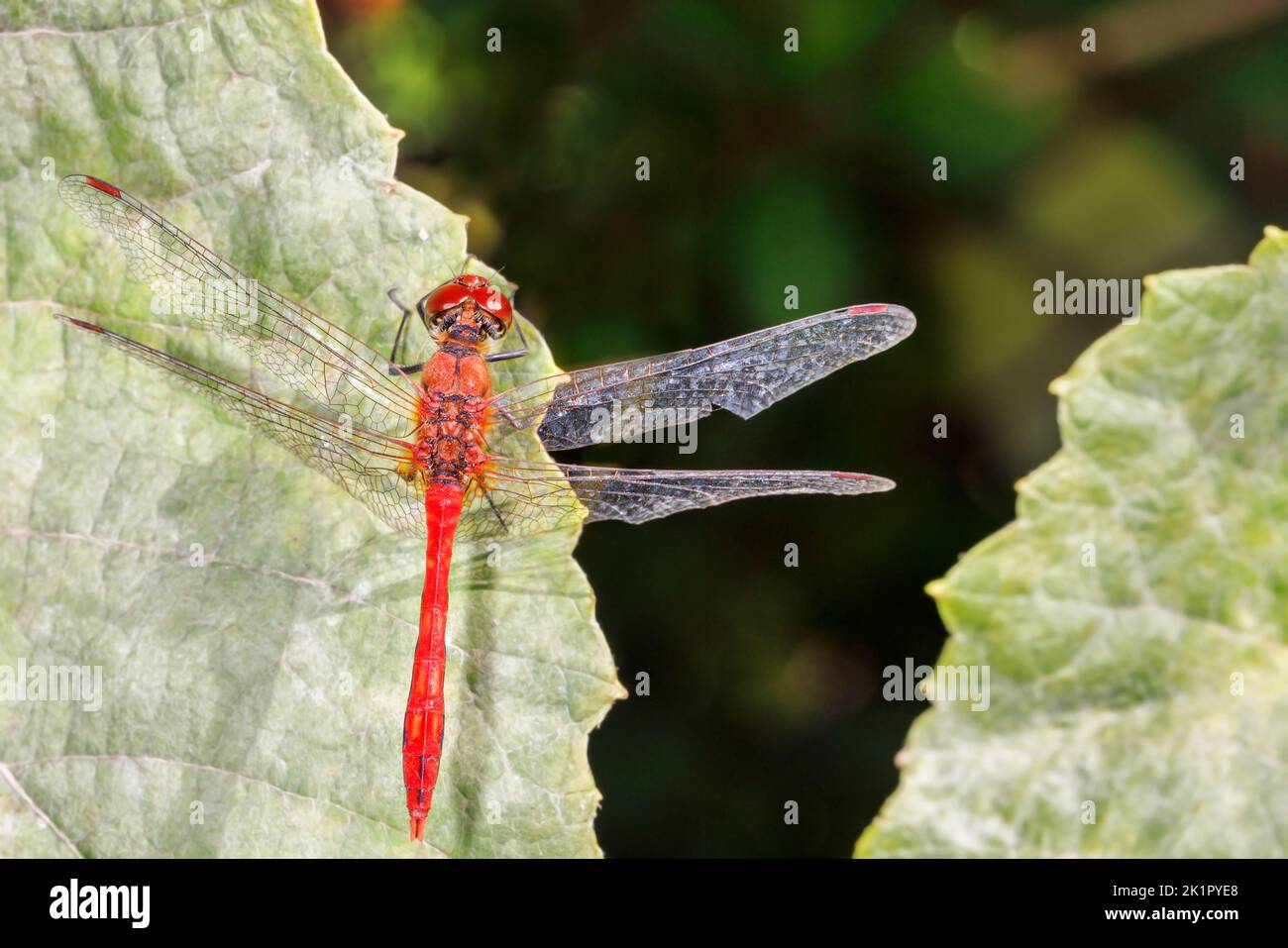 Close-up of a red dragonfly with spreading transparent wings resting on green blurred leaves in the wild. Top view, copy space. Stock Photo