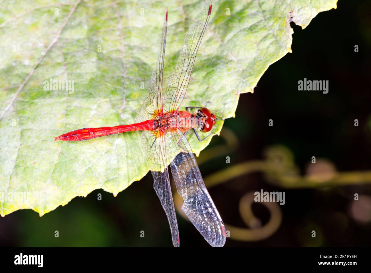 Red dragonfly with spread transparent wings on green blurred leaves in the wild. Close-up, from above, copy space. Stock Photo