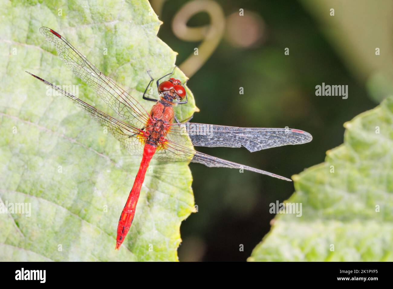 A beautiful red dragonfly with transparent wings is resting on a green leaf. Stock Photo