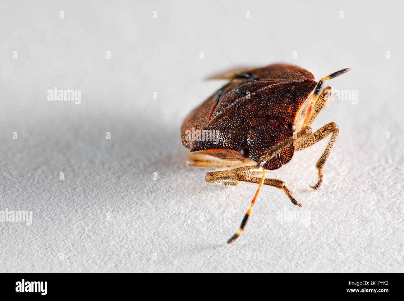 Closeup of a beetle with large brown eyes and a shiny shell on a white background with a gray shadow. Stock Photo