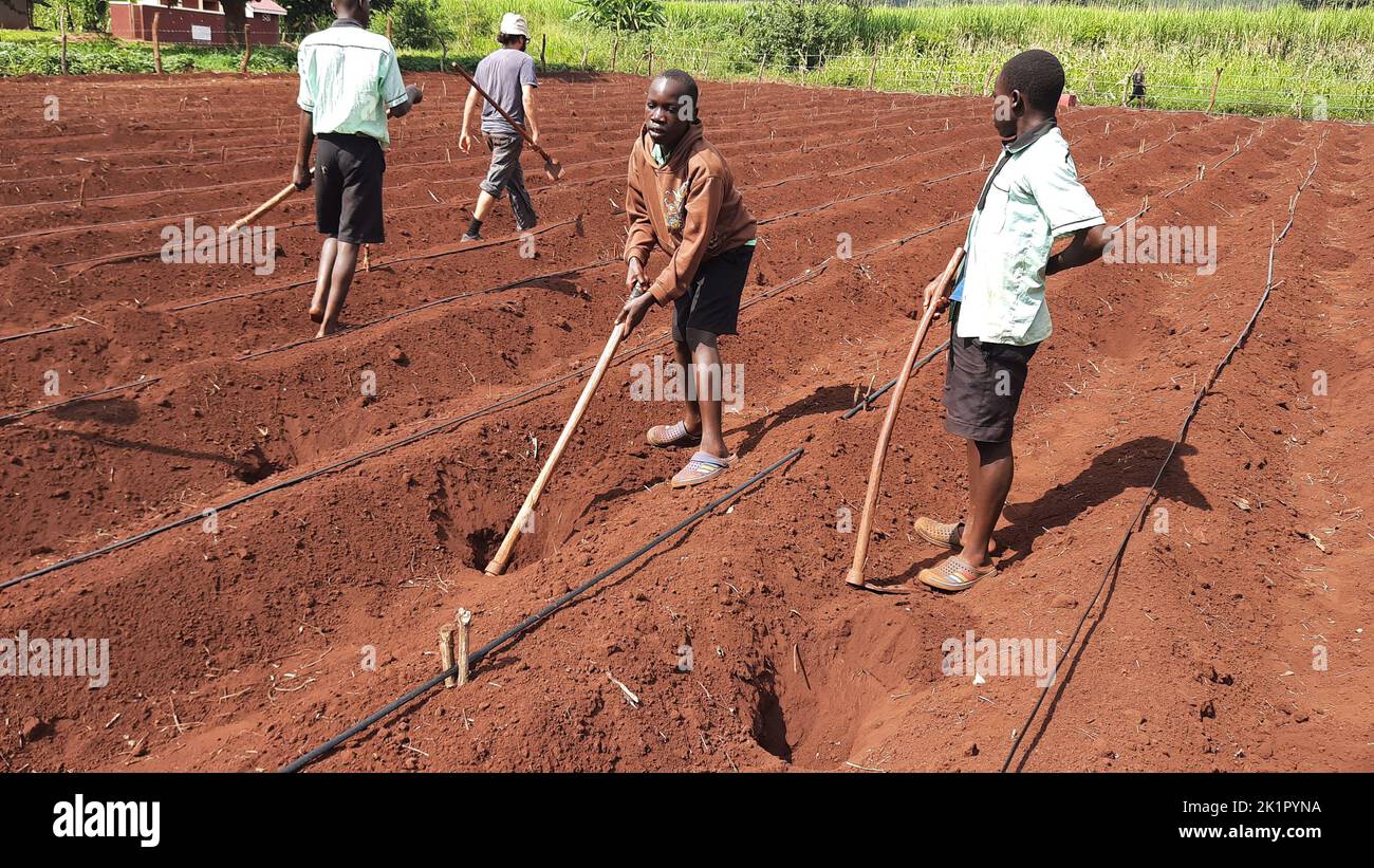 School kids were preparing their land to plant several fruit and vegetables in Uganda Stock Photo