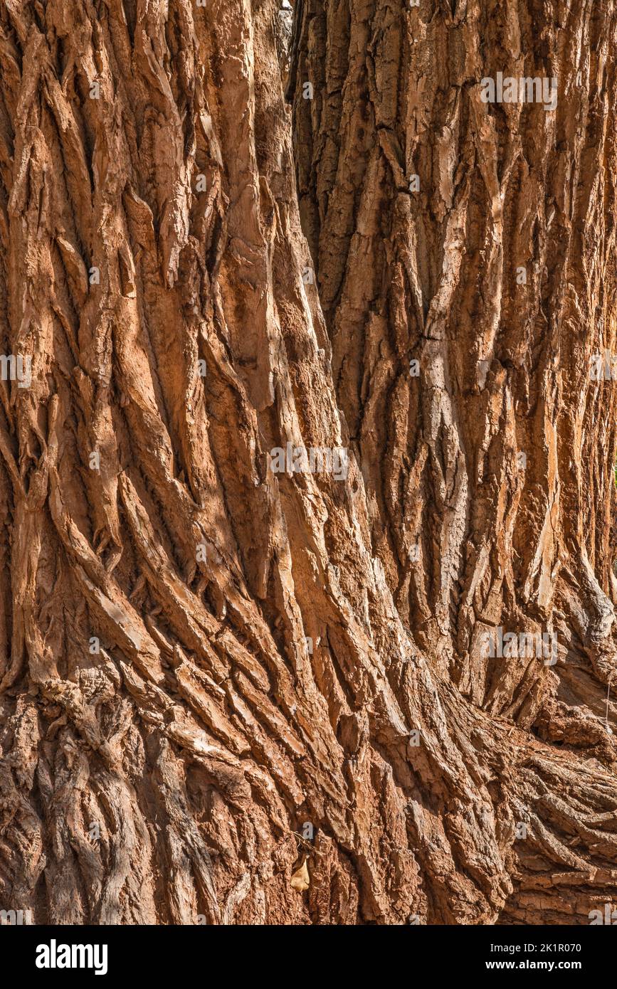 Old cottonwood tree trunks, Long Canyon, Burr Trail Road, Grand Staircase-Escalante National Monument, near Boulder, Utah, USA Stock Photo