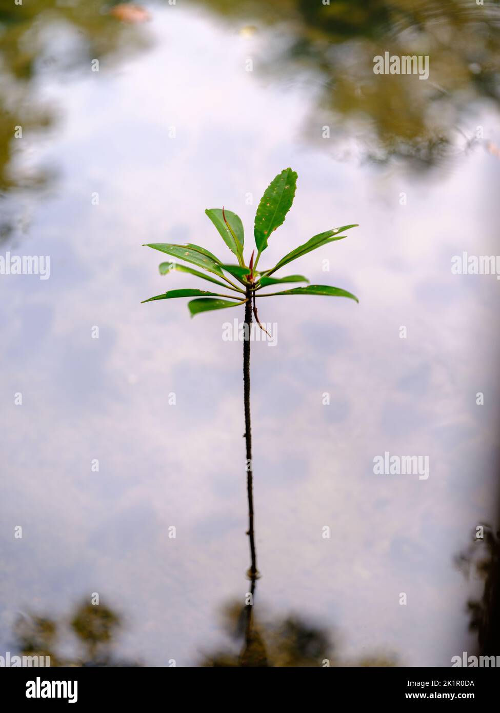 Young Bud of Mangrove Stock Photo