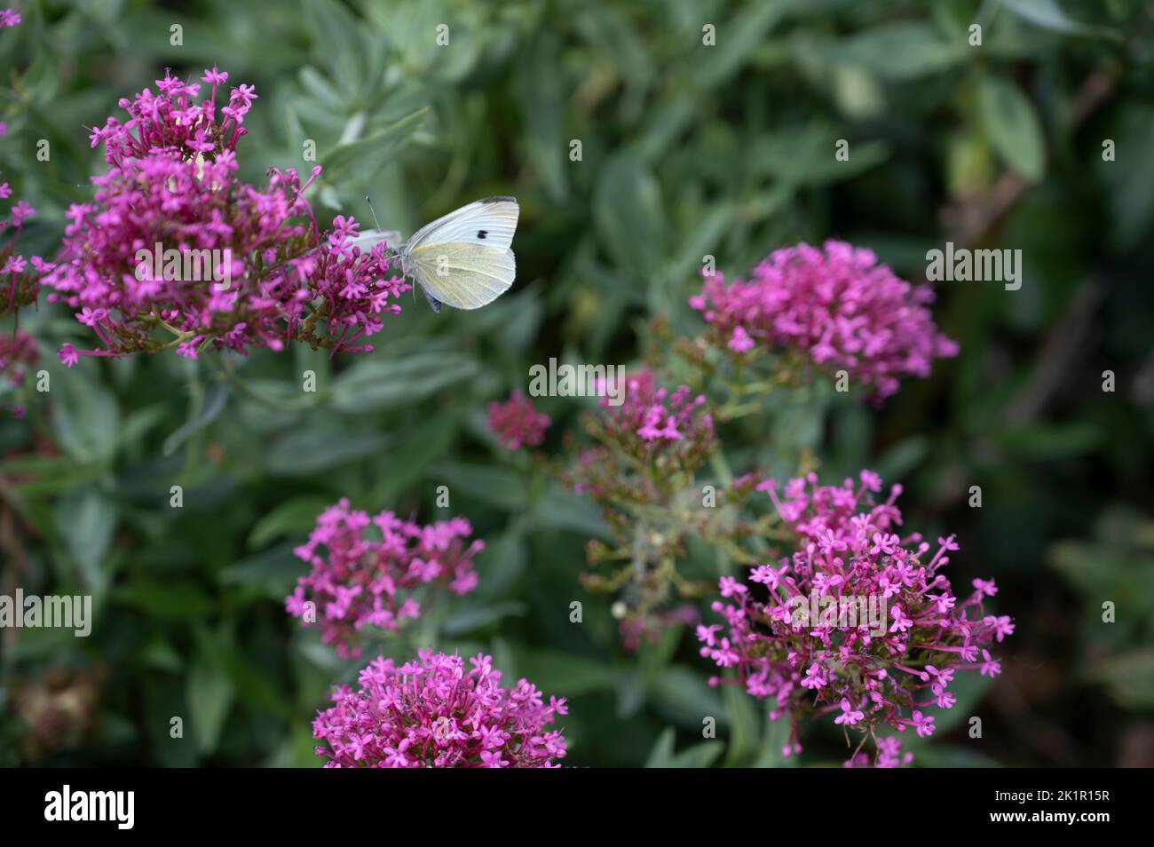 Wales, Pembrokeshire. Dale village. Pink valerian flowers with cabbage white butterfly. Stock Photo