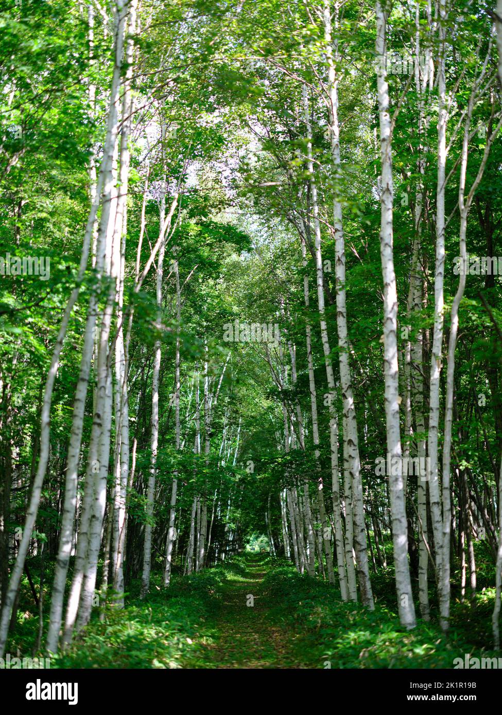 Treelined White Birch Stock Photo Alamy