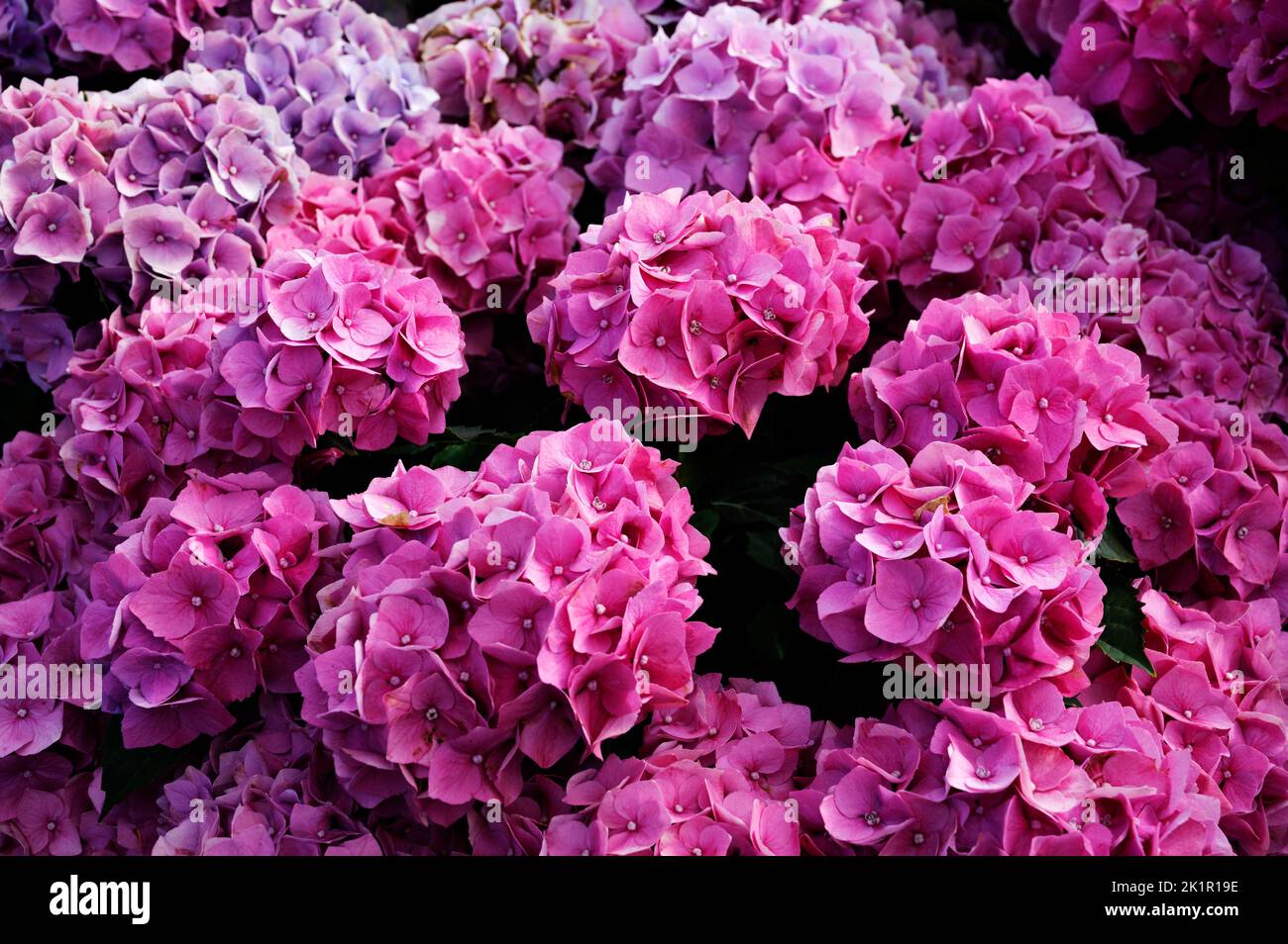 Wales, Pembrokeshire. St Ishmaels garden centre. Pink hydrangeas for sale. Stock Photo