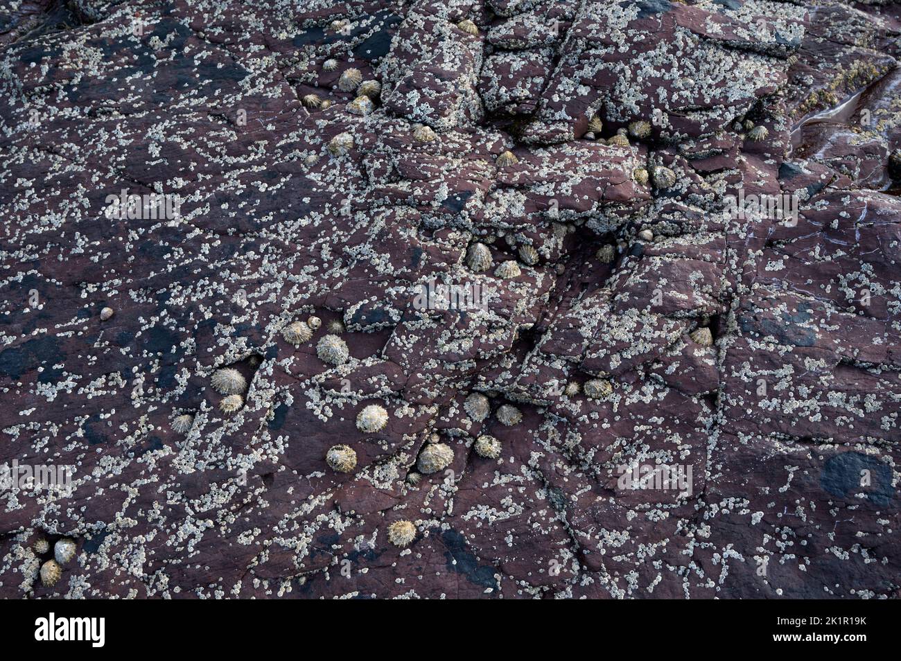 Wales, Pembrokeshire. Maroon rocks with limpets; Stock Photo