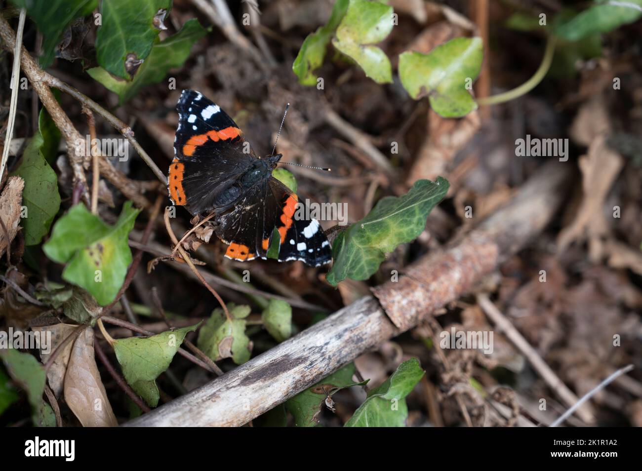 Wales, Pembrokeshire. Red admiral butterfly with damaged wing. Stock Photo