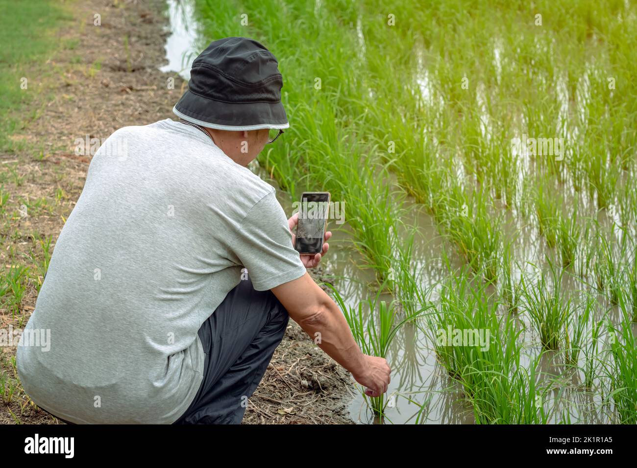 Natural organic plantation smart hi-res stock photography and images ...