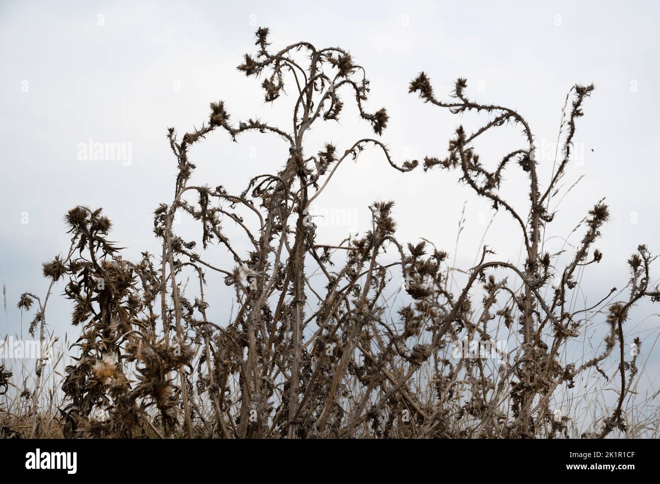 Wales, Pembrokeshire. Near Dale. Dried up plants after heatwave and lack of rain in July 2022. Stock Photo