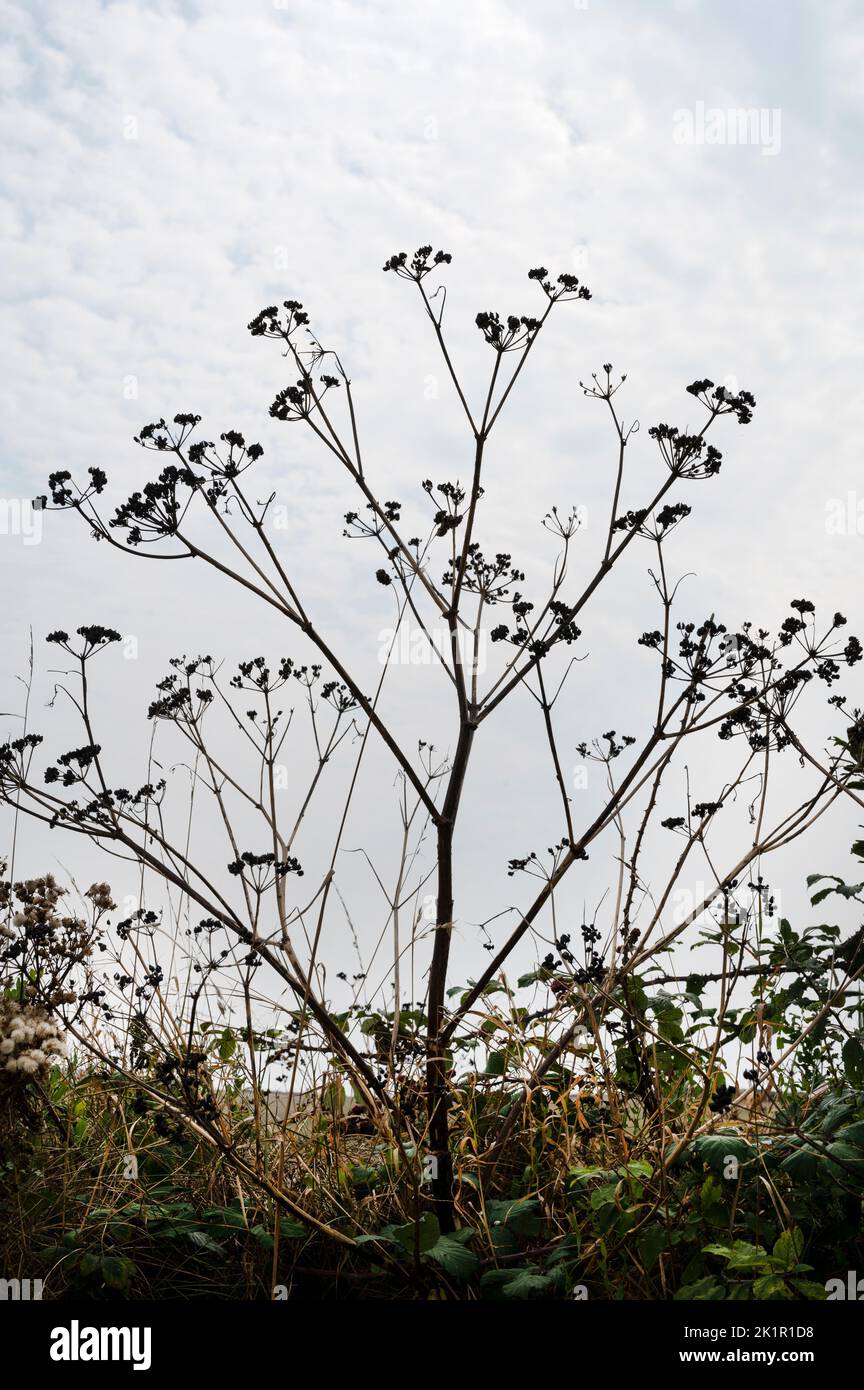 Wales, Pembrokeshire. Near Dale. Dried up plants after heatwave and lack of rain in July 2022. Cows parsley. Stock Photo