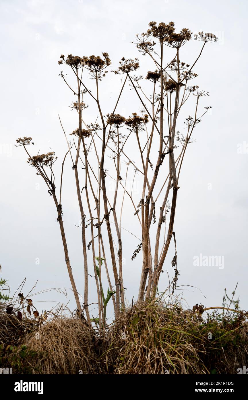 Wales, Pembrokeshire. Near Dale. Dried up plants after heatwave and
