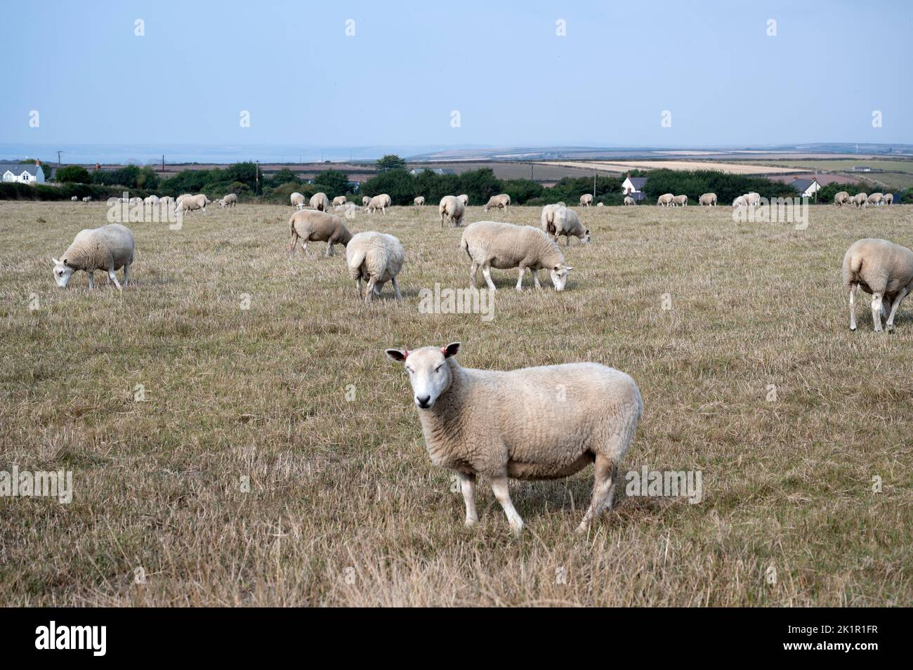 Wales, Pembrokeshire. Sheep grazing. Stock Photo